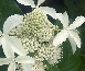 Hortensja bukietowa (Hydrangea paniculata) Great Star [Le Vesterival]